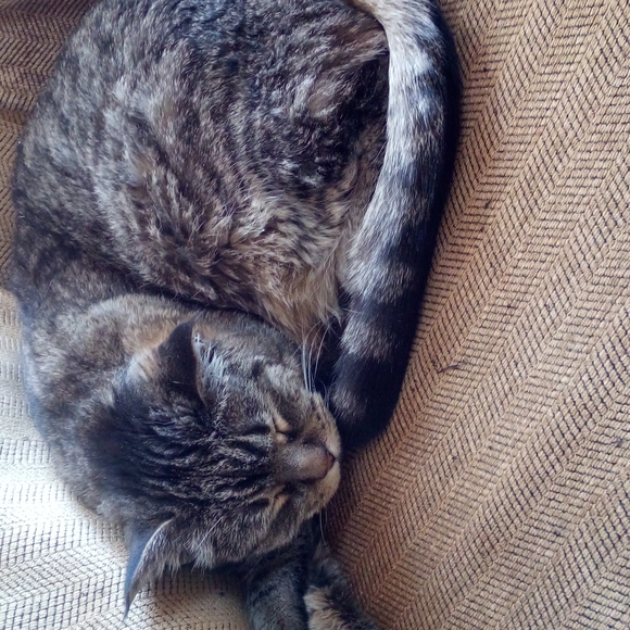 Meet your Posher, Bridget - Picture 2 of 5